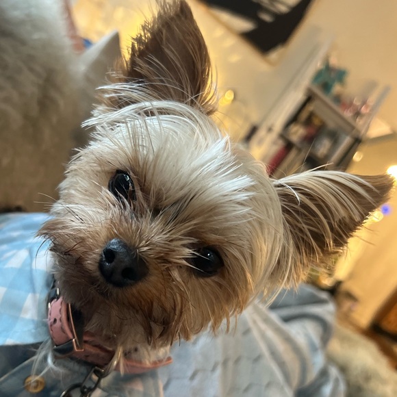 Meet your Posher, Justin - Picture 3 of 3